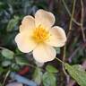 Tottering-By-Gently rose photo