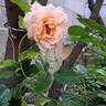 Grande Duchesse Louise rose photo