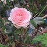 A Shropshire Lad rose photo