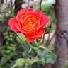 Vulcano ® rose photo