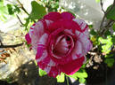 Neil Diamond rose photo
