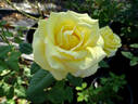 New Day rose photo