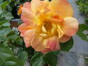 La Bourbonnaise rose photo
