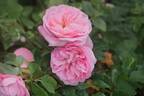 Glass Slipper rose photo