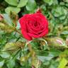 Unconditional Love rose photo