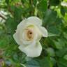 Bridal Sunblaze ® rose photo