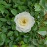Bridal Sunblaze ® rose photo