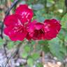Merveille des Rouges rose photo