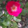 Friendly rose photo