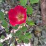 Friendly rose photo