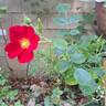 Marondo rose photo