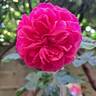 Gabriel Oak ™ rose photo