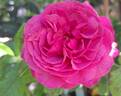 Kaffe Fasset ™ rose photo