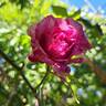 Easy Fashion rose photo