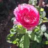 Emma Bridgewater ™ rose photo