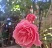 Leonardo da Vinci rose photo