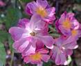 Lavender Dream rose photo