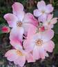 Rush ® rose photo