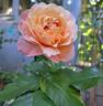 Marie Curie ® rose photo