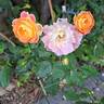 Bordure Camaïeu ® rose photo