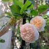 The Albrighton Rambler rose photo