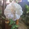 Little White Pet rose photo