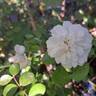 Swany ® rose photo