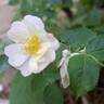 La Grande Motte rose photo