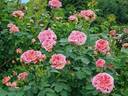 Alchemist rose photo