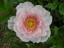Peony Heaven Luminous Pink peony photo