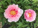 Peony Heaven Luminous Pink peony photo
