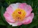 Gloria's Angel peony photo