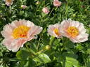 Peony Heaven Peach peony photo