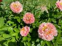 Peony Heaven Double Peach peony photo