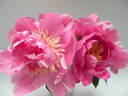 Hope's Star of Heaven peony photo