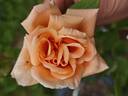 Dilly's Wiederkehr rose photo