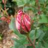 Maurice Utrillo ™ rose photo