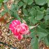 Maurice Utrillo ™ rose photo