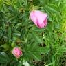 Bella Nitida rose photo