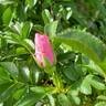Bella Nitida rose photo