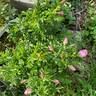 Bella Nitida rose photo