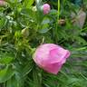 Bella Nitida rose photo