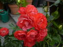 Orange Morsdag rose photo
