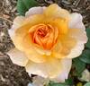 Sweet Dreams rose photo