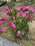 Purple Tiger rose photo