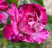 Purple Tiger rose photo