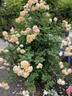 Roald Dahl rose photo