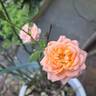 Sweet Dream rose photo