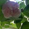 Cuisse de Nymphe Émue rose photo