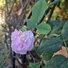 Cuisse de Nymphe Émue rose photo